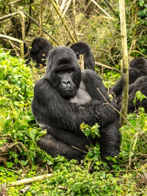 Uganda